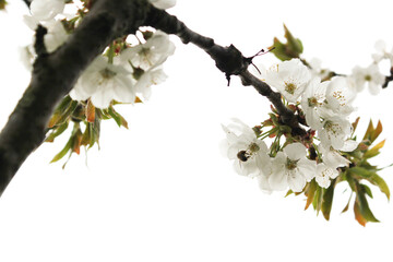 Cherry tree flowers in blossom with bee on spring.