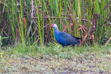 Beautiful Purple swamphen bird in the swamp.