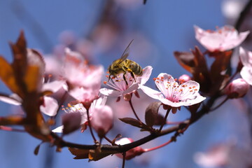 Bee pollinating sunlit puple leaf plum blossoms against a blue sky in springtime close up