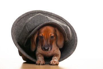 image of dog cap white background 