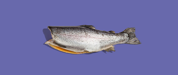 Raw trout carcass isolated on a very peri color background. Sea fish, mockup, flat lay