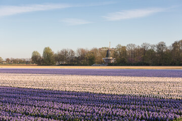 Colourful hyacinth field in Holland, the Netherlands
