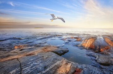 Stone shore of the lake and a seagull in sky at sunset
