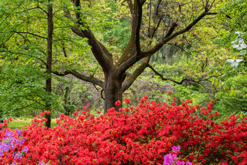 Azaleas Blooming, U.S. National Arboretum, Washington, DC