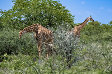 Two giraffes eating acacia trees in the bush in Namibia