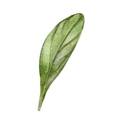 green leaf isolated on white