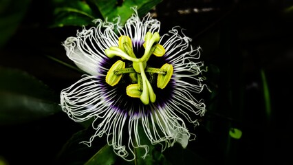 Passion Fruit Flower