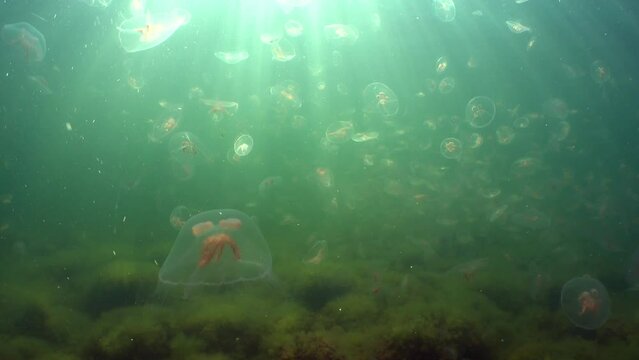 Underwater shot of Aurelia aurita (also called&nbsp;common jellyfish,&nbsp;moon jellyfish,&nbsp;moon jelly&nbsp;or&nbsp;saucer jelly) floating in Baltic Sea, Estonia.