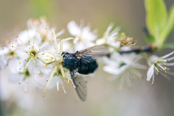 crab spider or flower spider (Misumena vatia) in hawthorn flower eating a fly