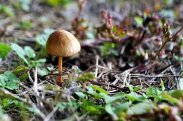 Mushroom in the forest