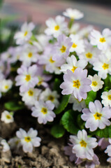 Small fragile primrose flowers bloom
