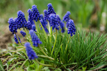 Little spring blue Muscari flowers bloom outdoors