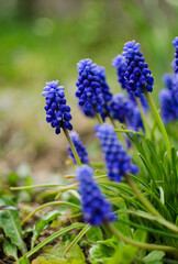 Little spring blue Muscari flowers bloom outdoors
