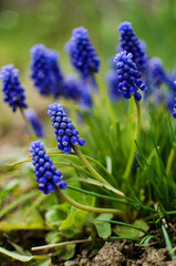 Little spring blue Muscari flowers bloom outdoors