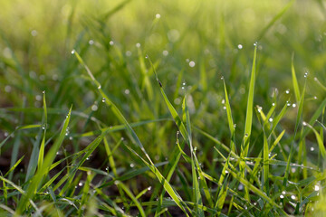 Green grass with dew drops
