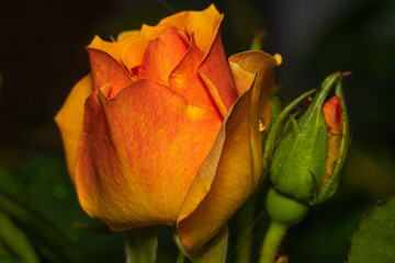 Close-up of an Orange Flower