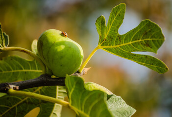 Ripe fig fruits in the canopy of the tree.