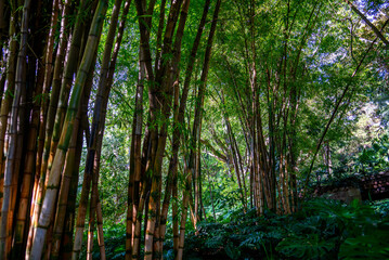 Large Bamboo bushes in a park in Malaga, Spain

