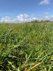 green field and sky