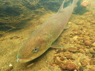 Phantom fish Ito in eastern Hokkaido