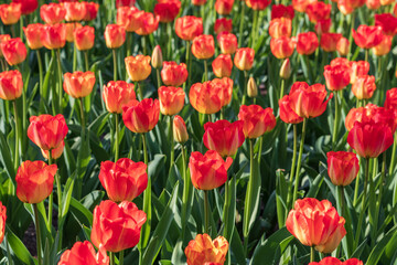 赤色と黄色のチューリップの花畑
