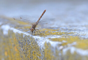 Dragonfly on the wall