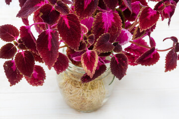 Perennial coleus flower with a large root system. Gardening concept