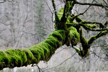 Fototapeta premium Green algae