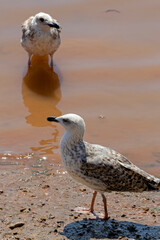 seagull on the beach