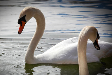 two swans on the lake