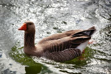 goose on the water