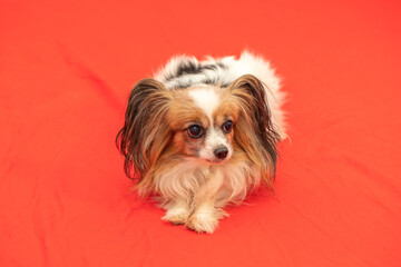 Beautiful little dog Papillon lying on a sofa. Head portrait.