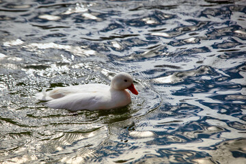 seagull in the water