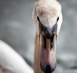 mute swan cygnus olor