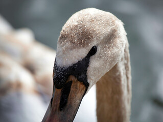 portrait of a swan