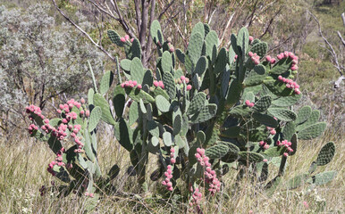Prickly Pear, a type of cactus which is now growing wild in NSW of Australia, and becoming a noxious weed