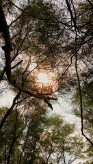 Fresh green trees and blue sky and clouds. View up through the branches to the blue summer sky with clouds.