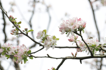 Fototapeta na wymiar White flowers on branch of cherry tree in blossom on spring.