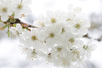 White flowers on branch of cherry tree in blossom on spring.