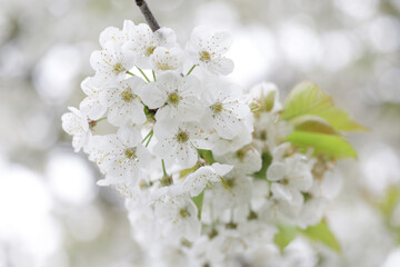 White flowers on branch of cherry tree in blossom on spring.
