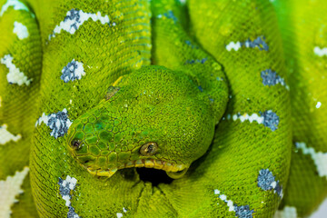 Corallus caninus - green snake coiled into a ball.