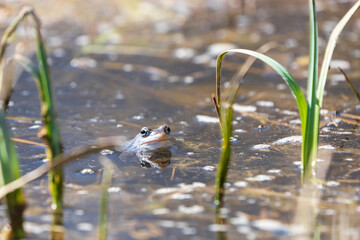 Blue Frog - Frog Arvalis on the surface of a swamp. Photo of wild nature