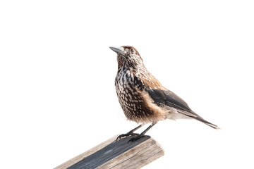 spotted nutcracker sitting on a tree isolated