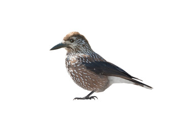 spotted nutcracker isolated on white background
