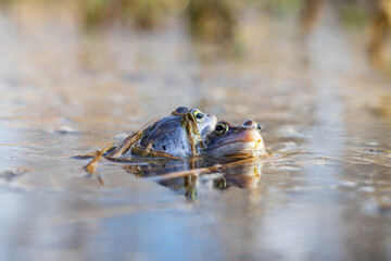 Blue Frog - Frog Arvalis on the surface of a swamp. Photo of wild nature