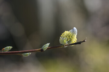 Willow catkin with yellow pollen on a twig, beautiful in nature but can cause allergy, copy space,...
