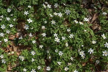 Carpet of blooming white wood anemone (Anemonoides nemorosa) on the forest floor in early spring, nature background
