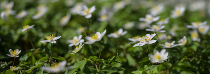 Blooming wood anemone (Anemonoides nemorosa) with white flowers in early spring, panoramic format, copy space, selected focus