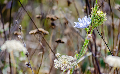 Blue cichorium chicory wild flowers on the field.