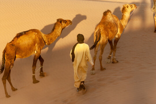Kameltreiber mit Dromedaren in der Wüste